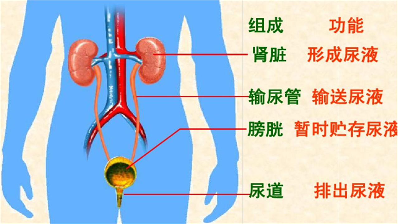 泌尿系统的彩超检查是什么,腹部彩超及泌尿系统彩超注意事项