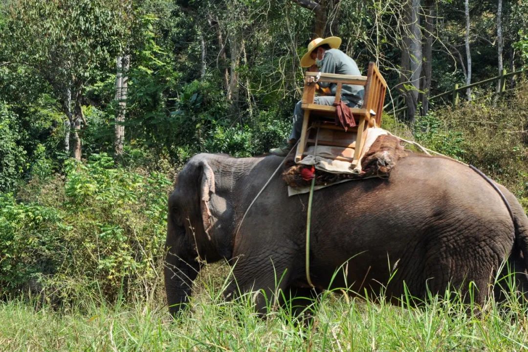 西双版纳体验雨林,吃遍热带水果西双版纳