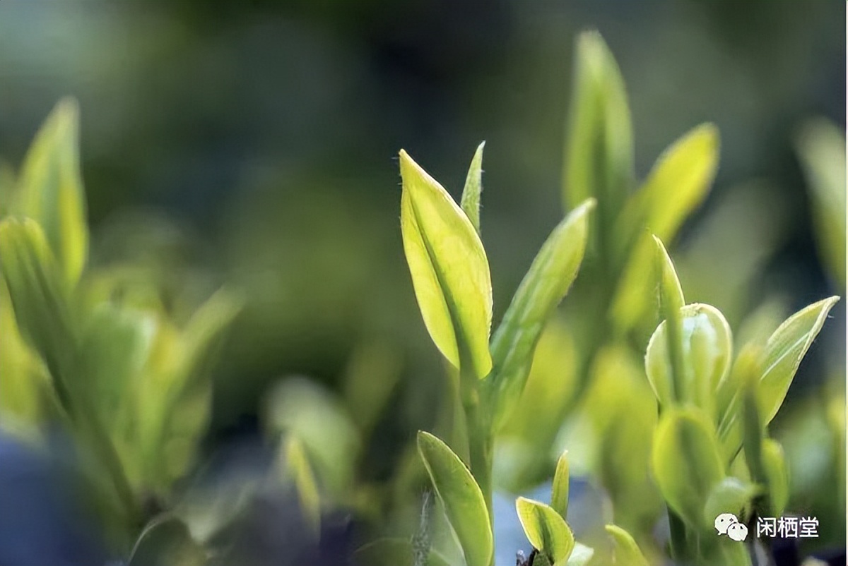 中国顶级茶叶排行榜,中国顶级茶叶排行榜大全