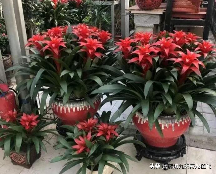 廊坊九天花卉市场,九天花卉市场植物