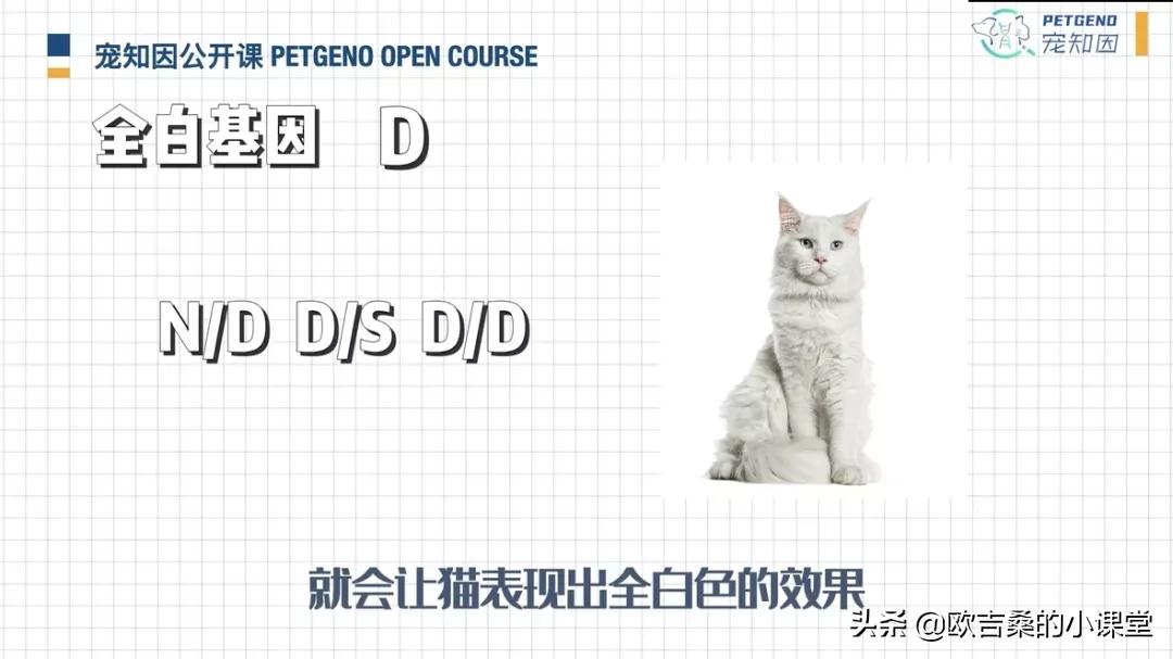 白斑变异基因,白斑基因和全白基因