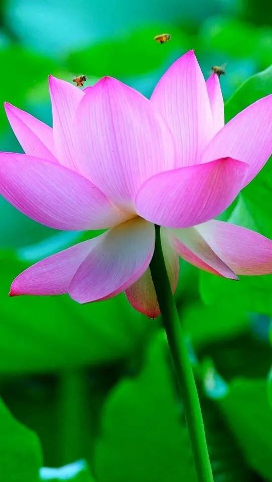 漂亮美丽的荷花壁纸,雨中荷花壁纸荣盛城