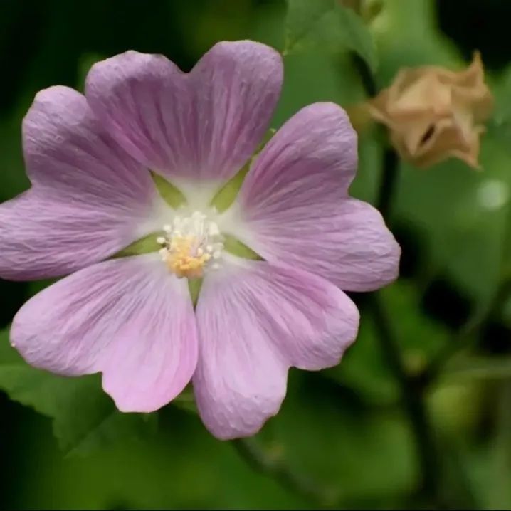 塔城赏花节,叮咚您有一份省钱攻略请收好