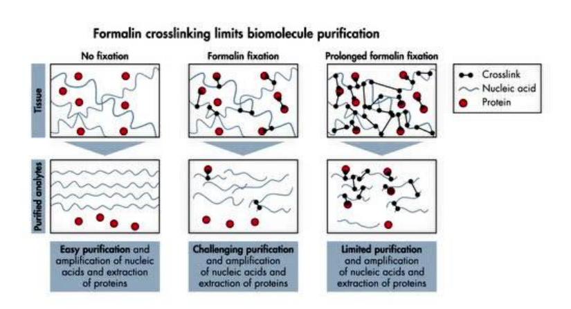 石蜡切片和防脱切片,石蜡包埋组织可以提取rna吗