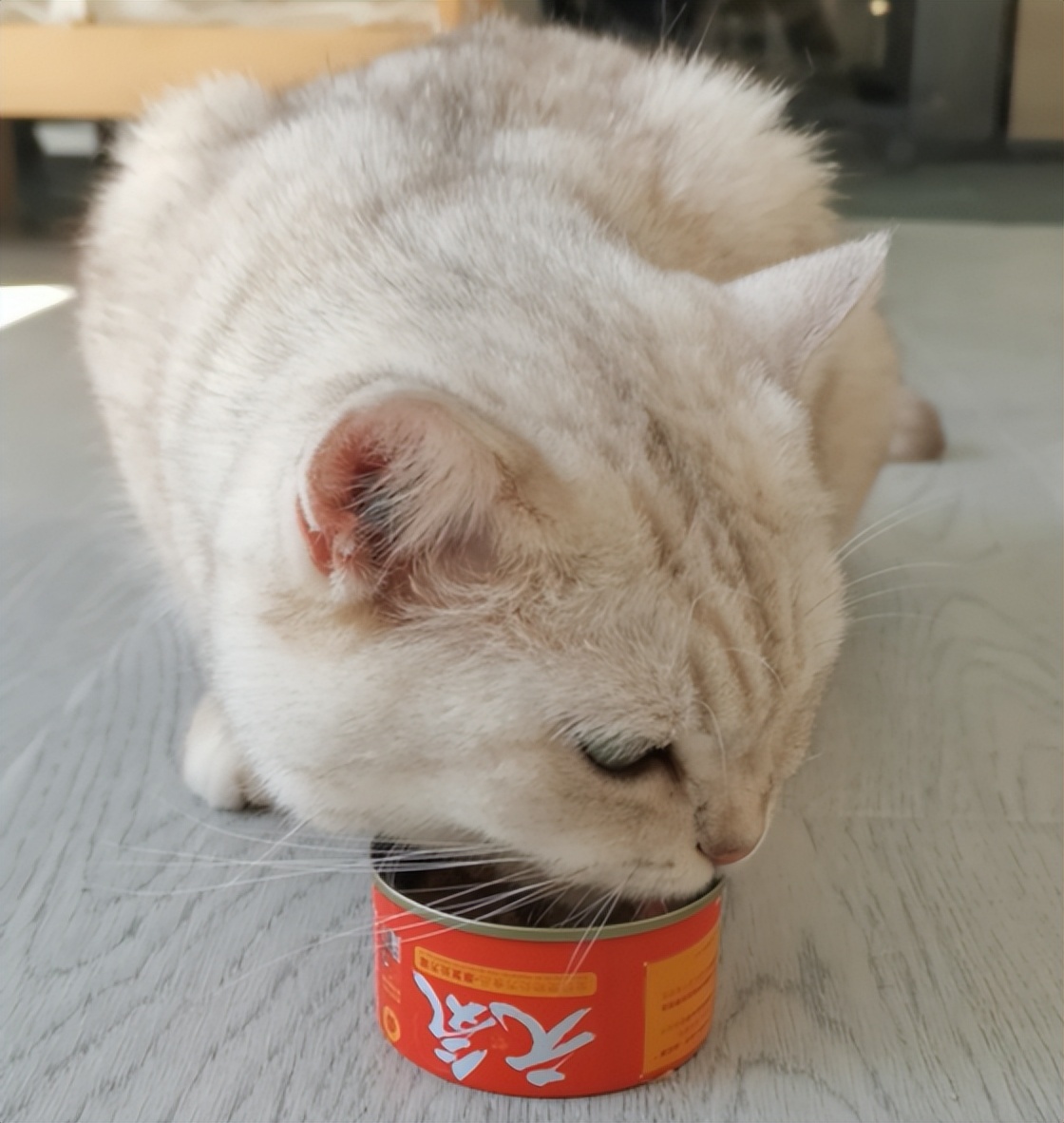 猫咪突然不吃饭也不喝水怎么回事,猫咪为什么一直守在水边不喝水