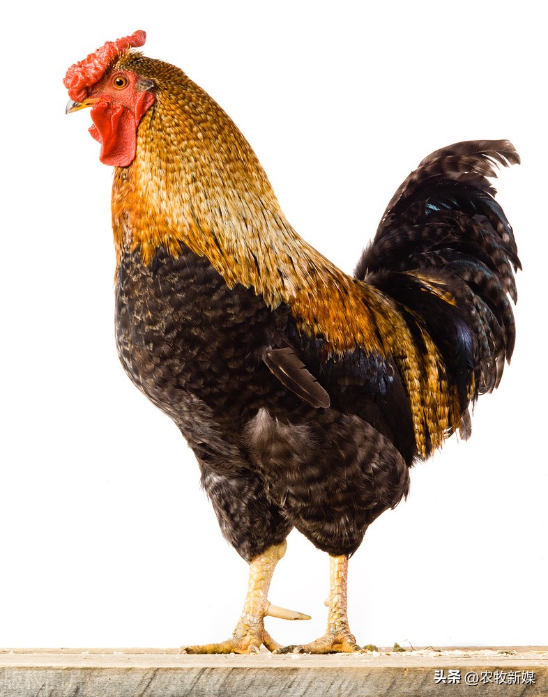 畜牧兽医如何防控禽流感,治疗鸡呼吸道良方