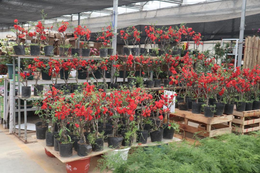 经营面积再增加1万平方米！北京唯一一家绿植花卉分拨中心又有新动作