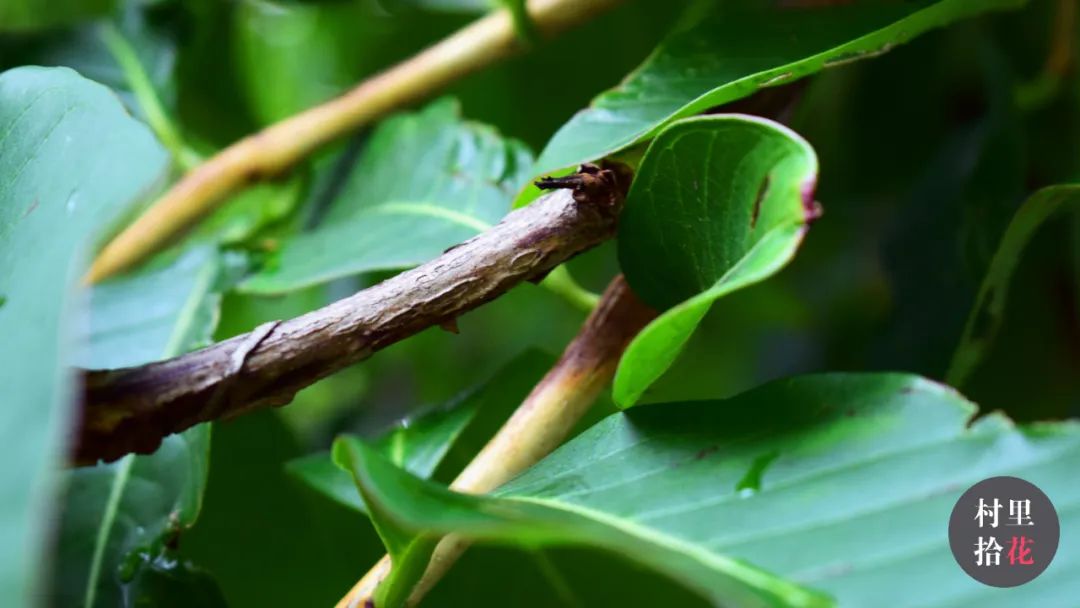 「大花紫薇」注意，紫色系大花再度出没