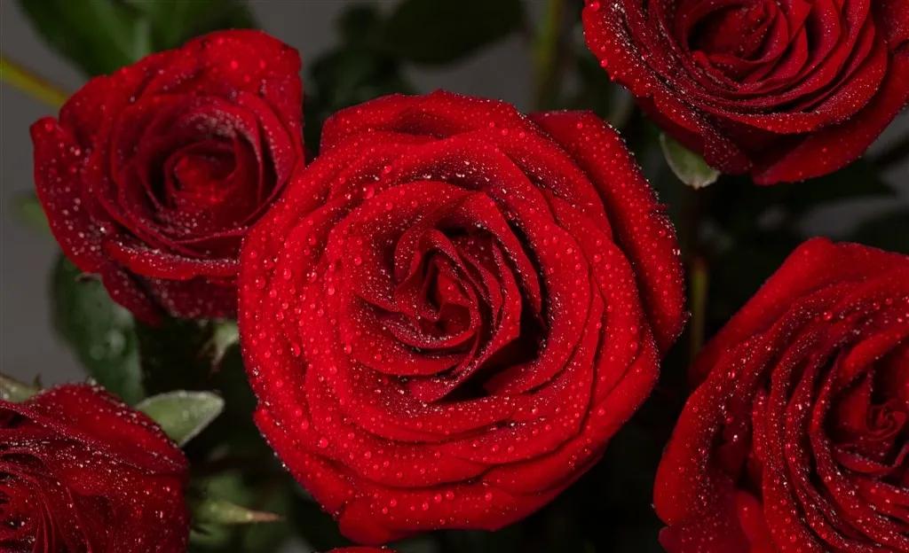 玫瑰花ins高级质感背景图,玫瑰花背景图高清图