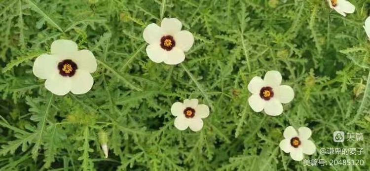 沧州东乡记忆——野西瓜苗