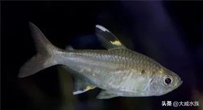 新手必养灯科鱼,灯科群游