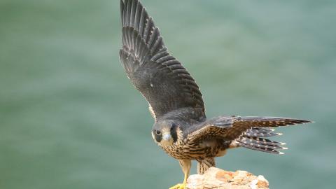 娓搁毤鐚庢潃鐪奸暅鐜嬭泧,娓搁毤澶ф垬鐪奸暅鐜嬭泧