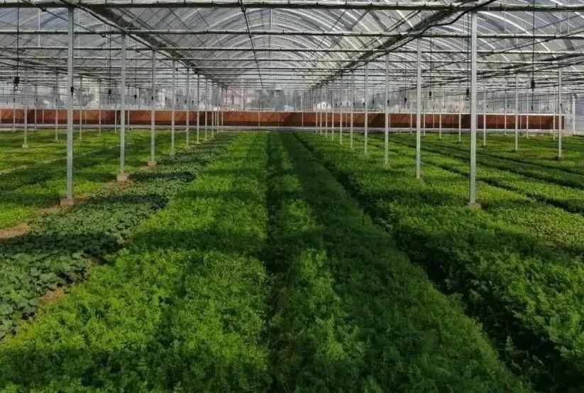 太仓人的“米袋子”“油罐子”“菜篮子”，管！够！