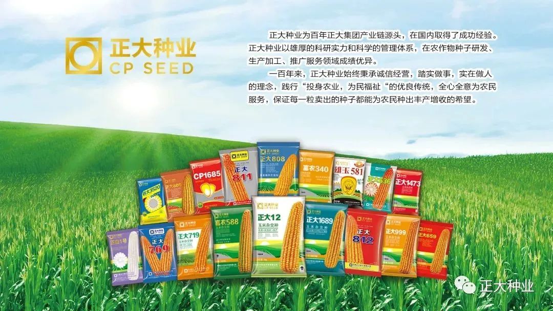 正大808玉米种子怎么样,正大808玉米和迪卡008哪个高产