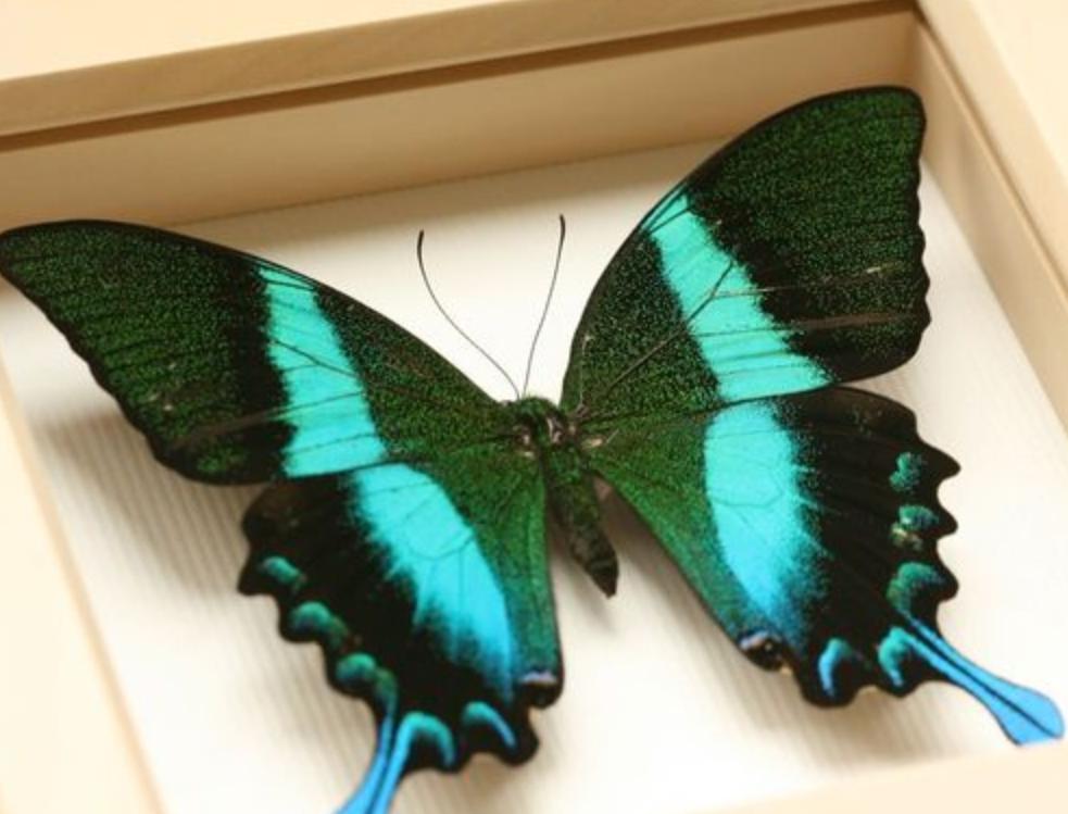 阳彩臂金龟已经灭绝了吗,阳彩臂金龟真的灭绝了没