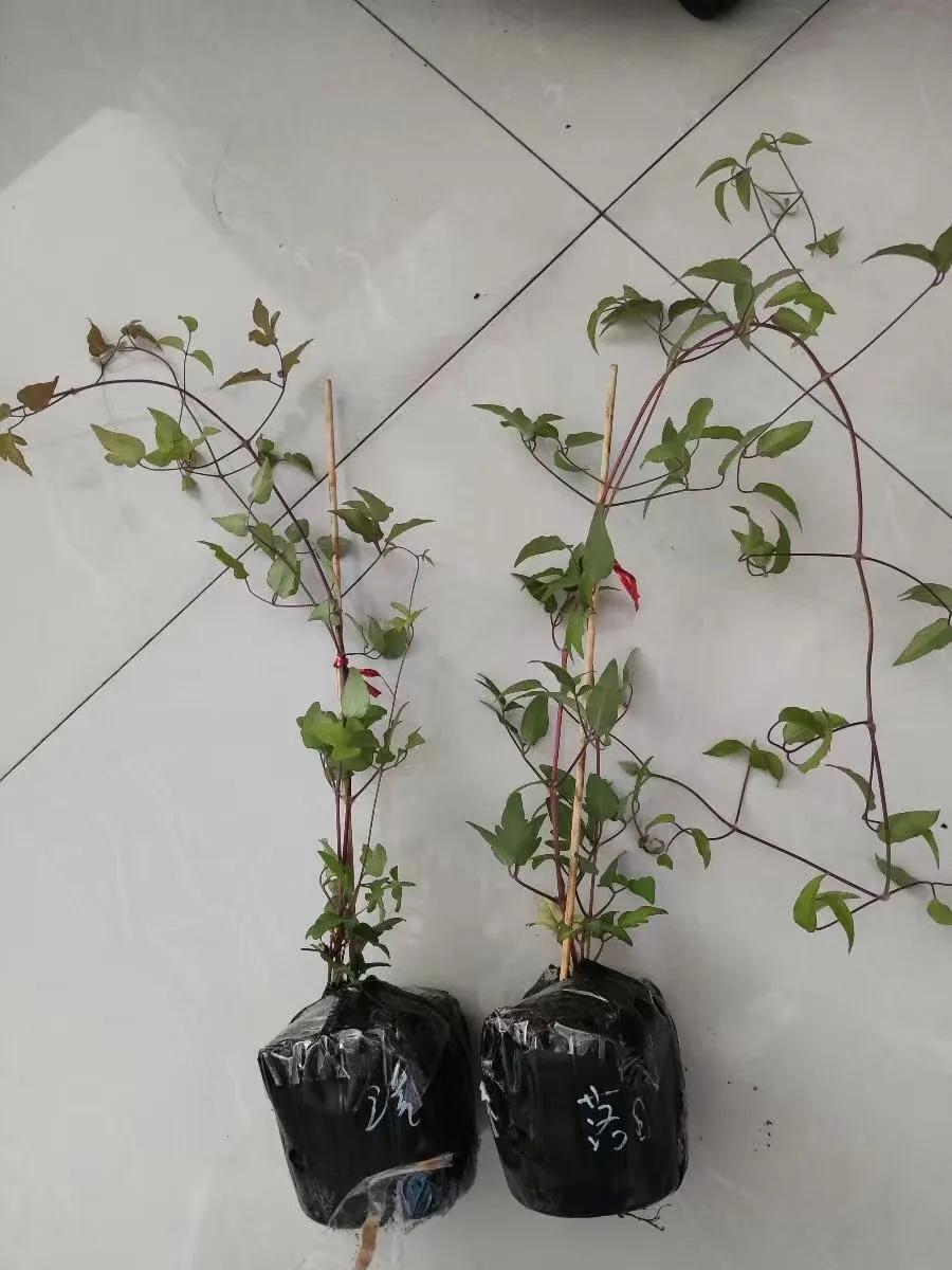 铁线莲根怎样辨别真假,铁线莲真假怎么辨别