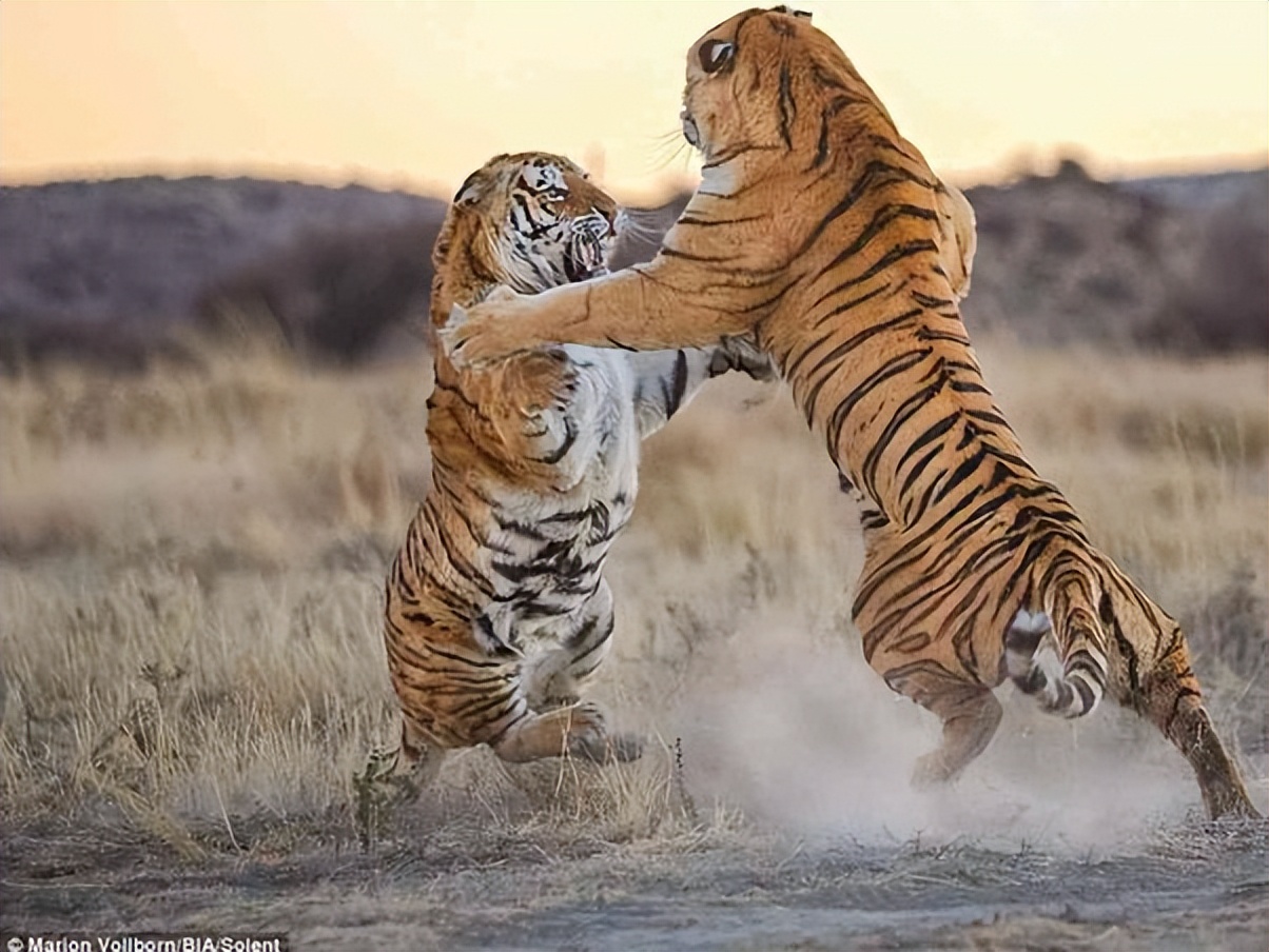 老虎和狮子打架谁会赢?19世纪,一个印度王公搞了场经典的比赛