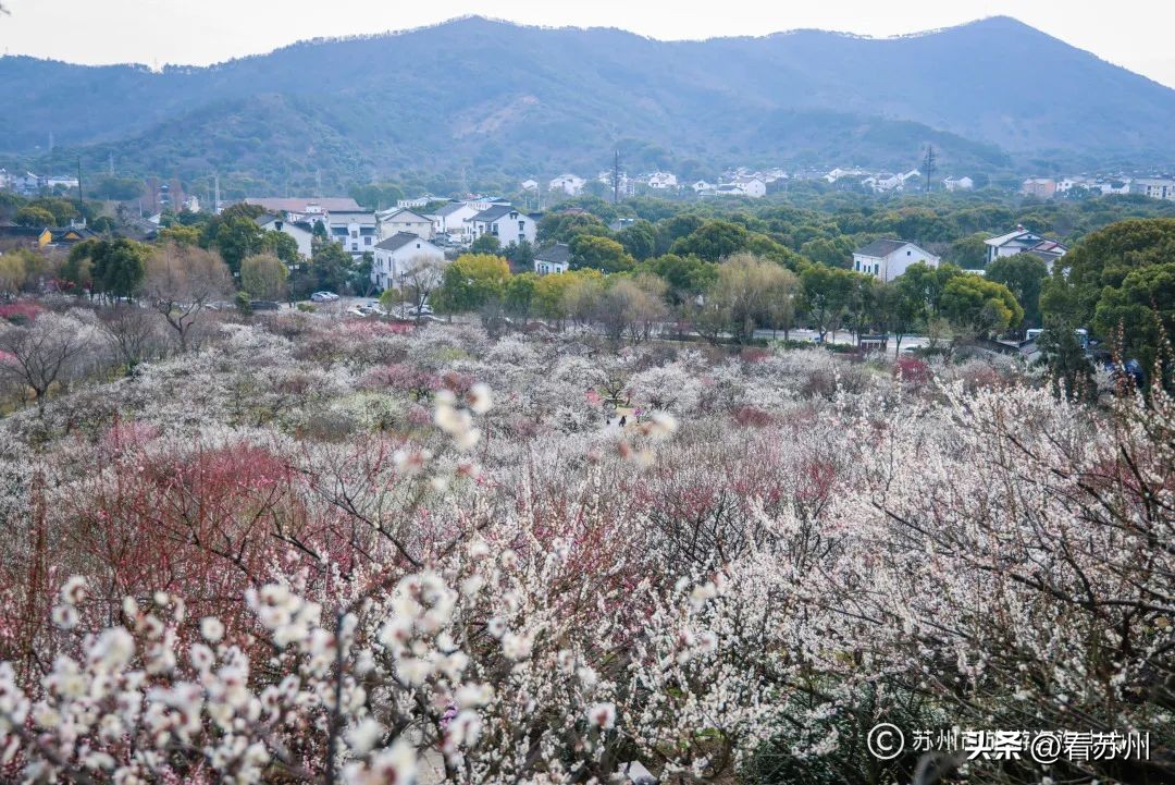 免费游园+惊喜好礼，苏州的“妇女节”活动有亿点点小心意～