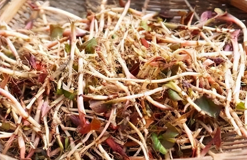 鱼腥草为什么要叫害人草,鱼腥草是害人草还是养生草