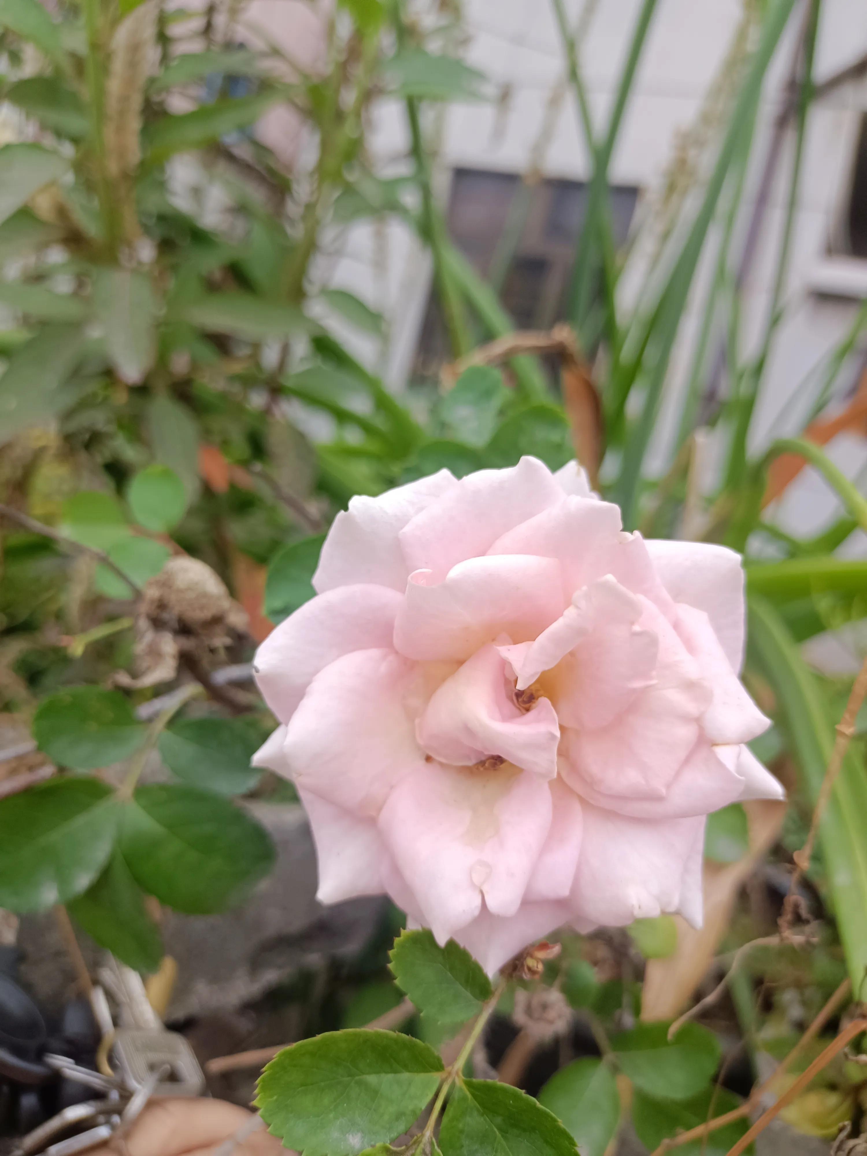 2022年，绿汀文学社巜天天诗刊》第71期