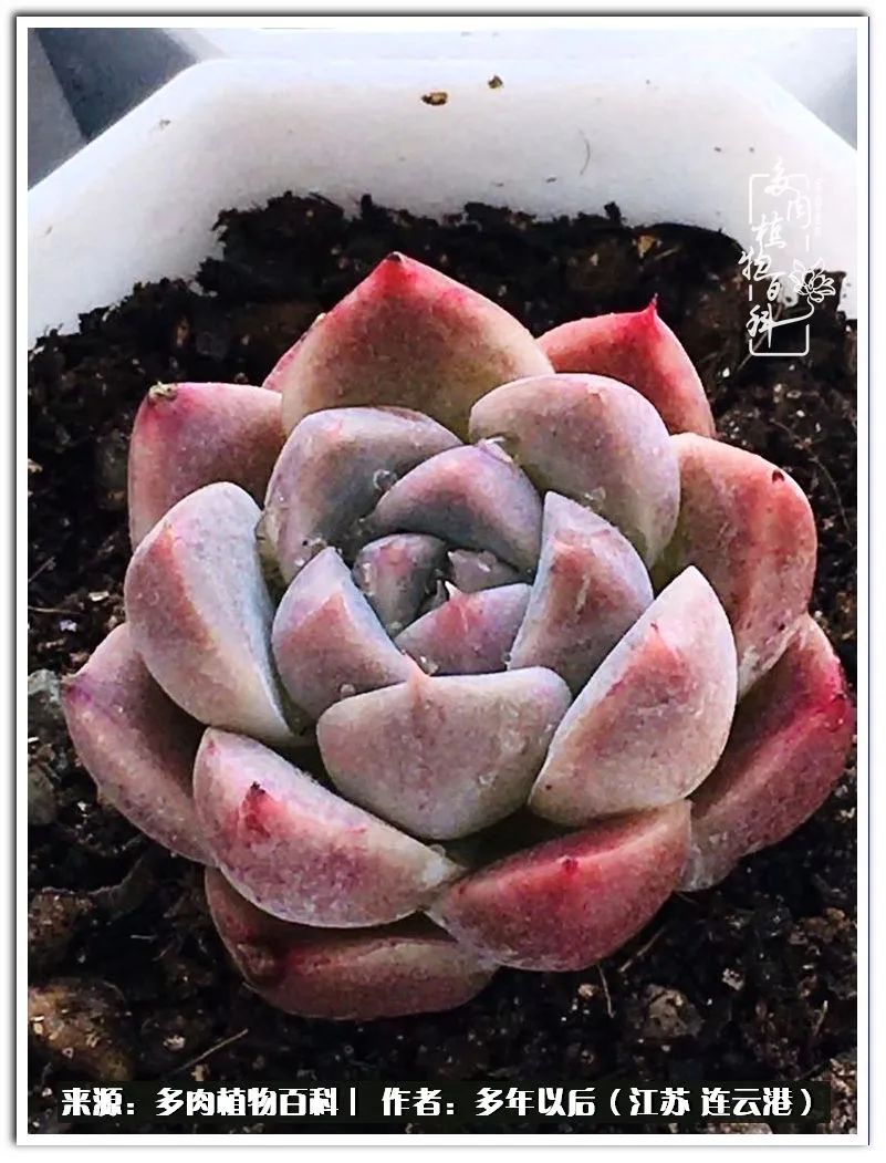 我若不弃，愿你不负我所期