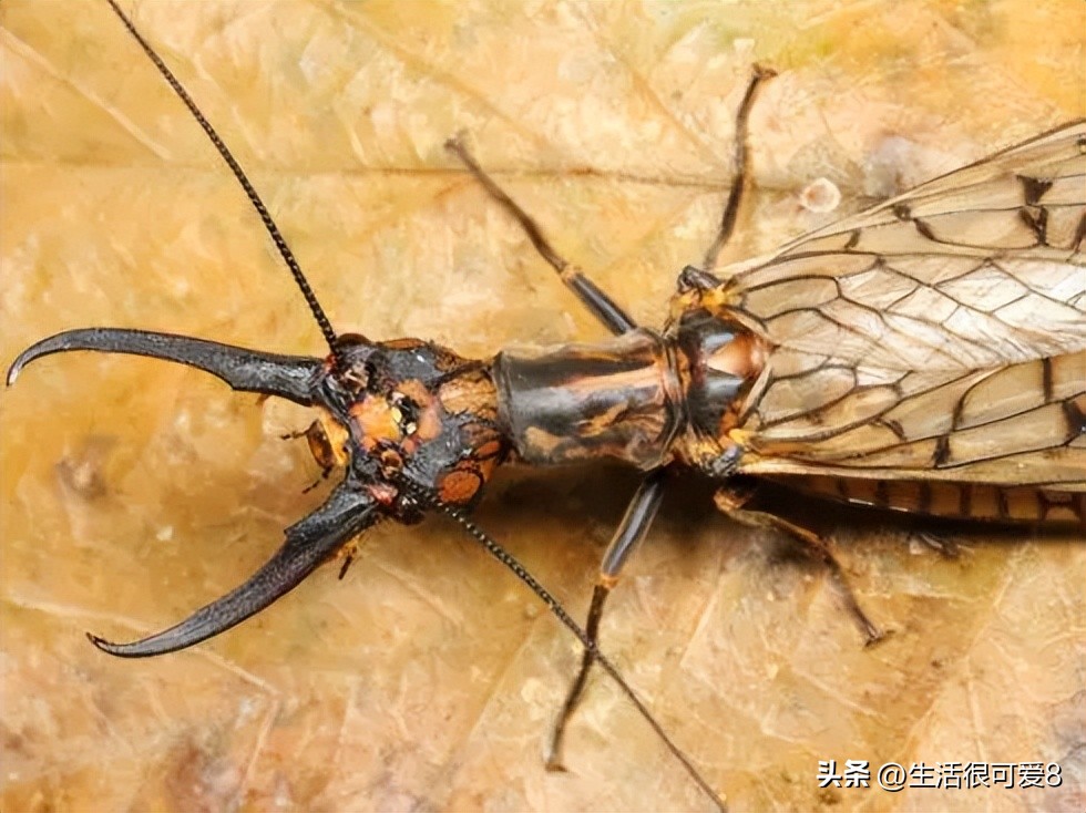 蚁狮捕食方法大全,昆虫蚁狮捕猎蚂蚁的全过程
