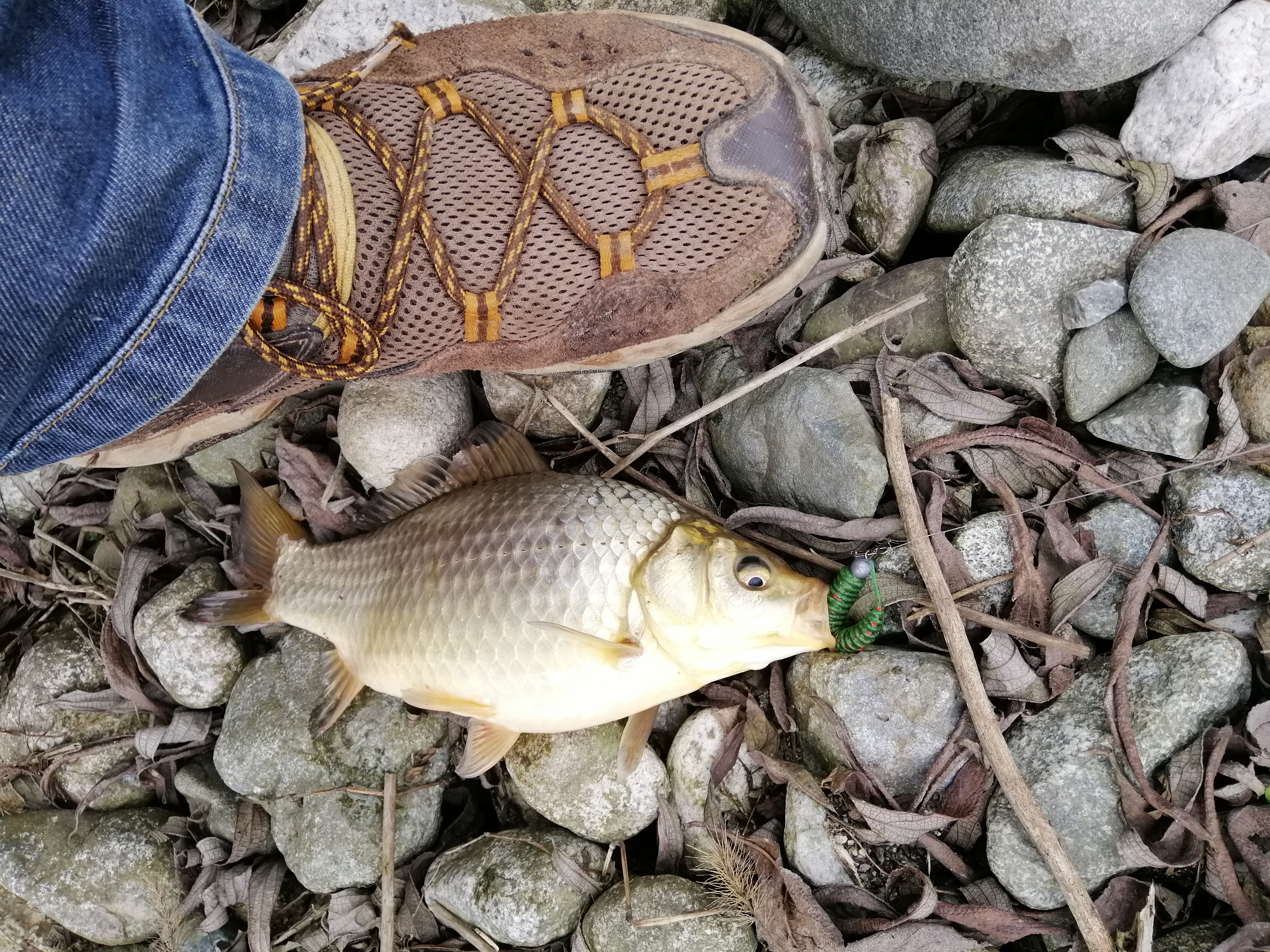 “种草”《大河恋》，解锁大虹鳟，也寻找着生命的意义