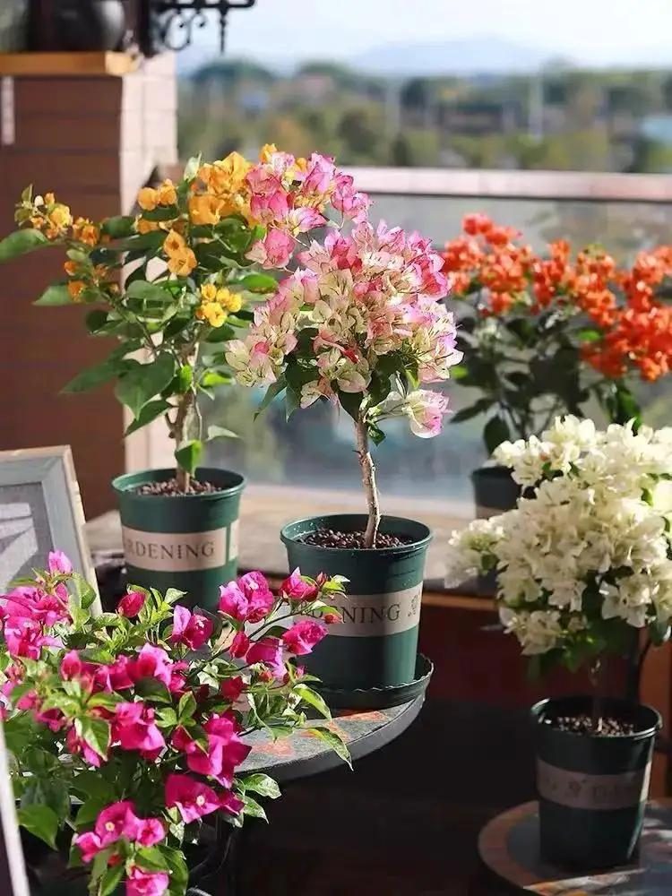 10种公认最好养的花三角梅,十种勤花三角梅