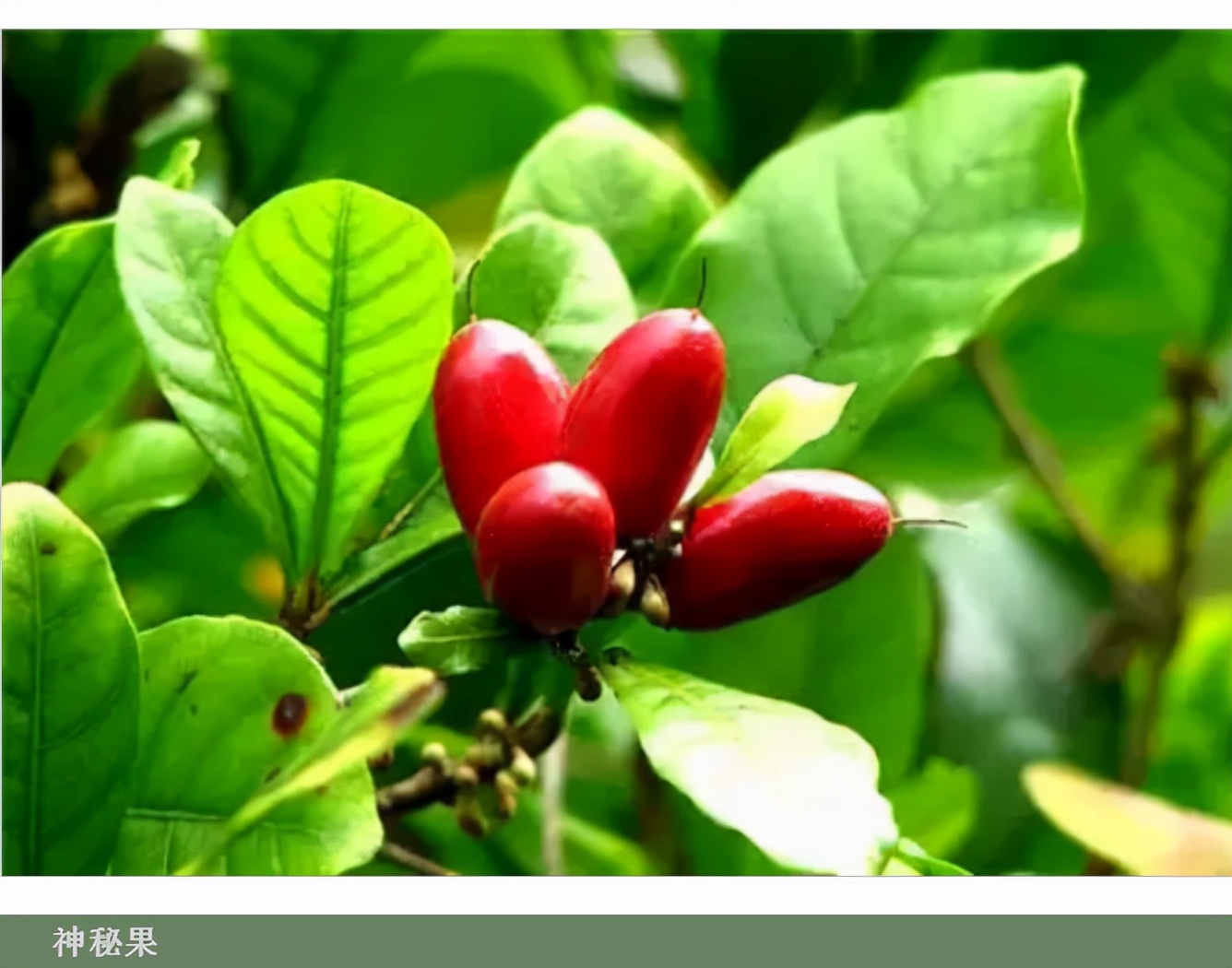 世界最好吃的水果十大排行,世界最营养又好吃的水果有哪些