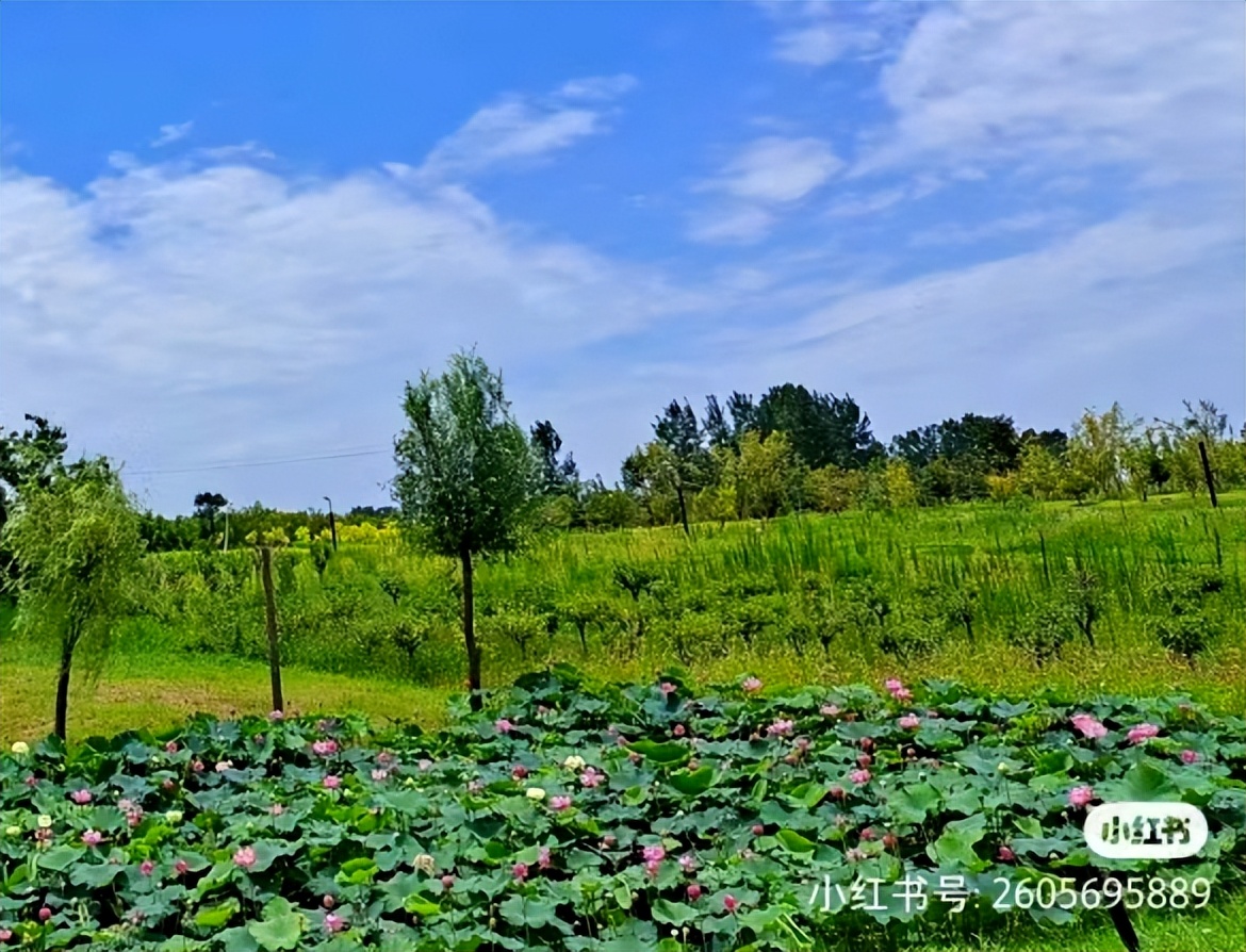 信阳十大旅游乡村,信阳周边乡村旅游景点推荐