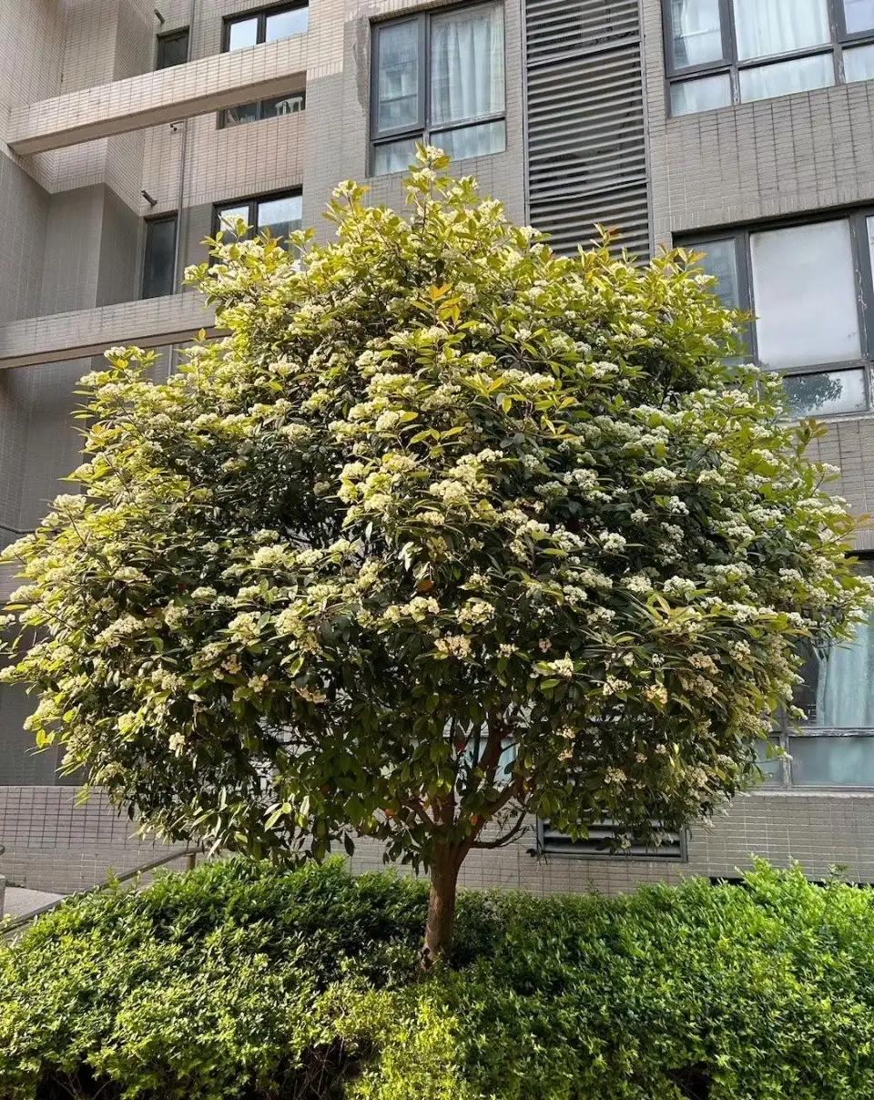 解读石楠花,石楠花有什么意义吗