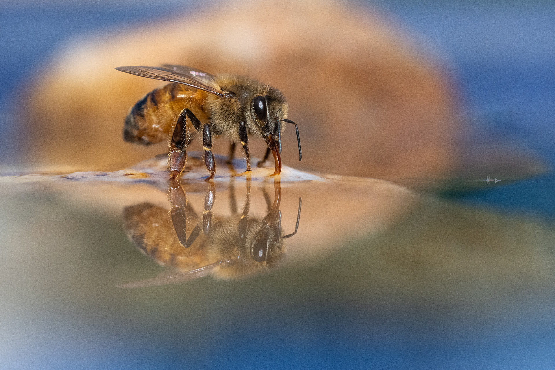 自然就是美,自然就是美歌曲