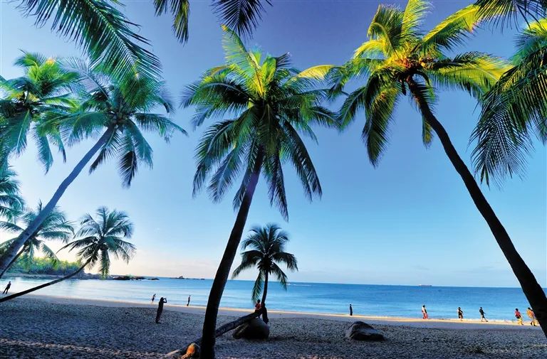 海南旅游研学游攻略,毕业季三亚三日游