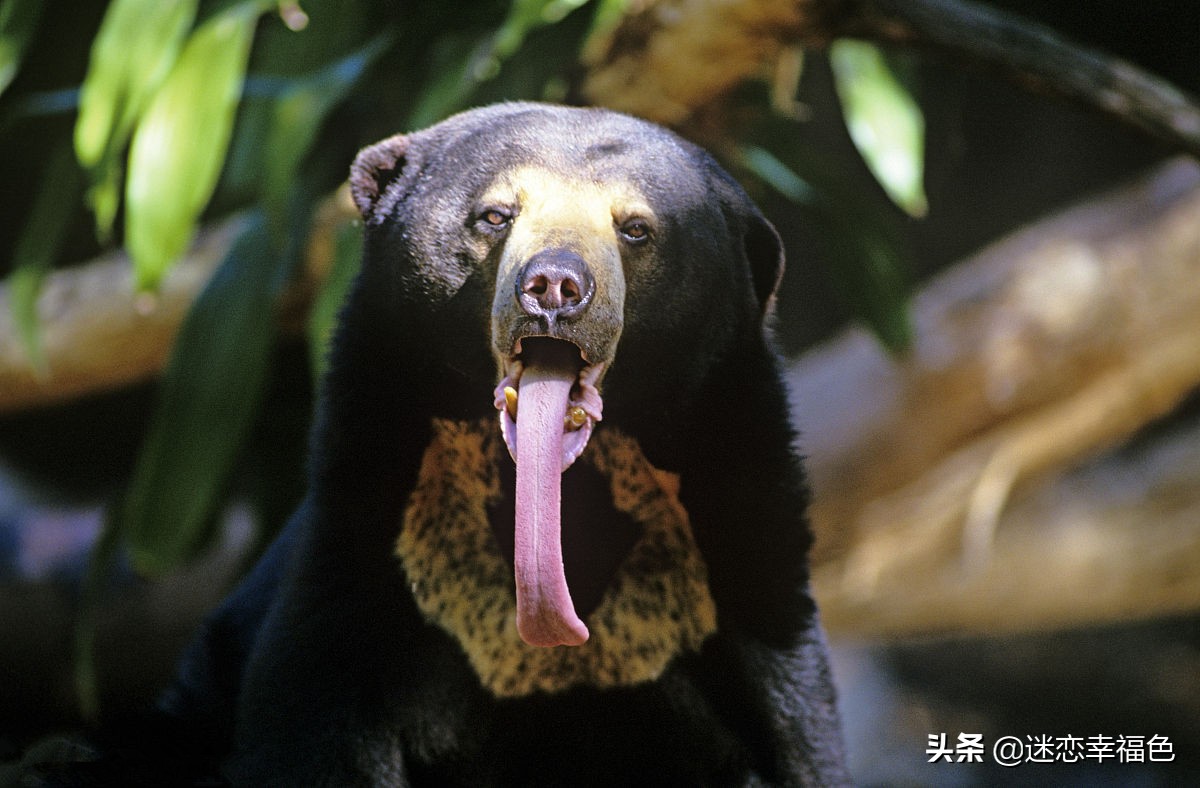 大黑熊伤人,黑熊是怎么伤人的