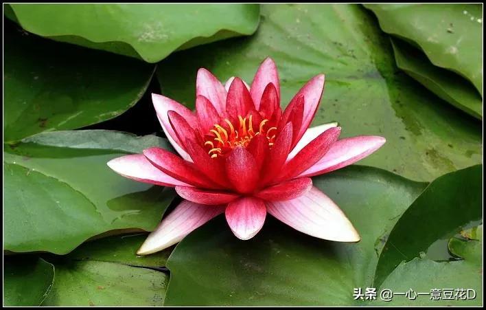 看淡红尘走天涯,看淡红尘随风去