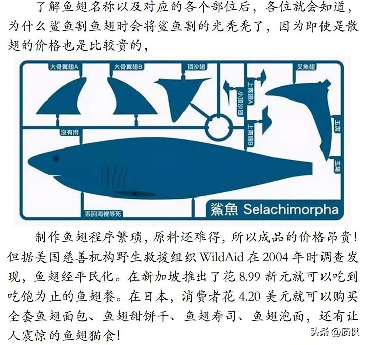 人类为什么只吃鲨鱼,为什么人类只吃鱼翅