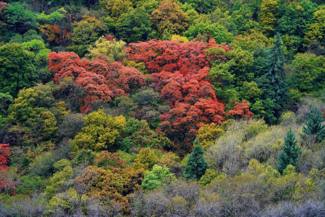 一天来回！别名“小九寨”的油画秋色、高山草甸，一站式游玩到底