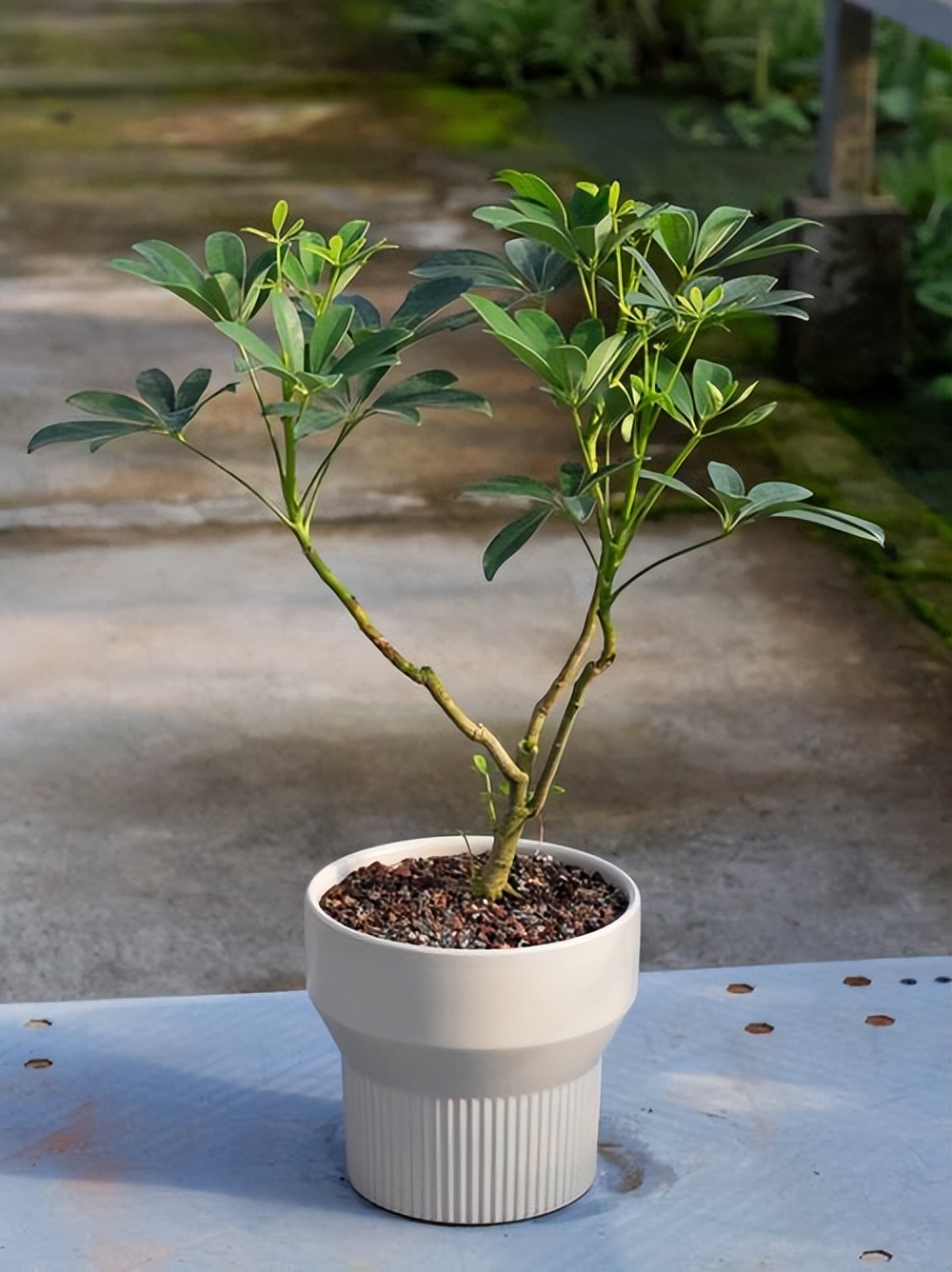 适合在北方养的吉利花,家中养的吉利花