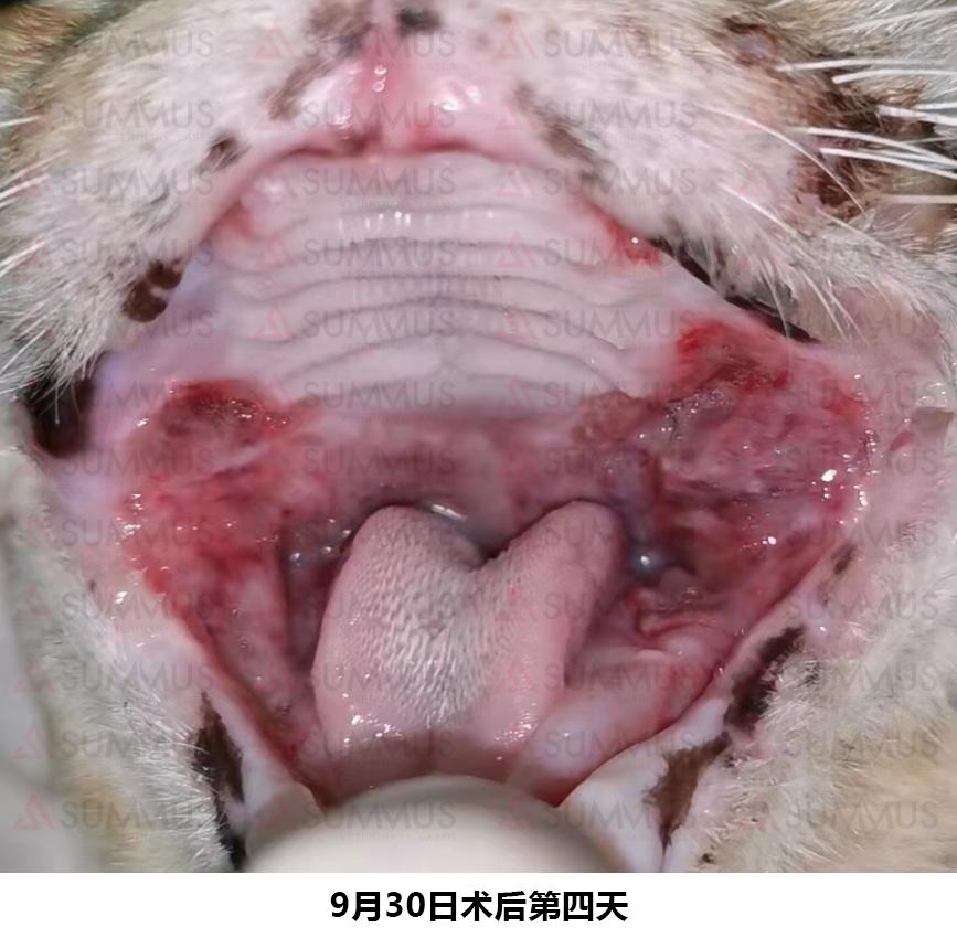 猫咪得了口炎谁有好办法治疗,猫咪得了口炎需要打什么针
