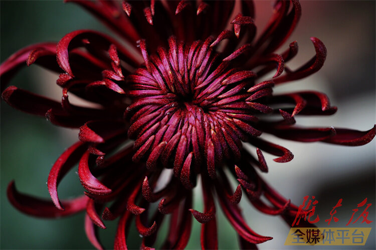 寒花已开尽菊蕊独盈枝的意思,寒花开已尽菊蕊独盈枝杜甫