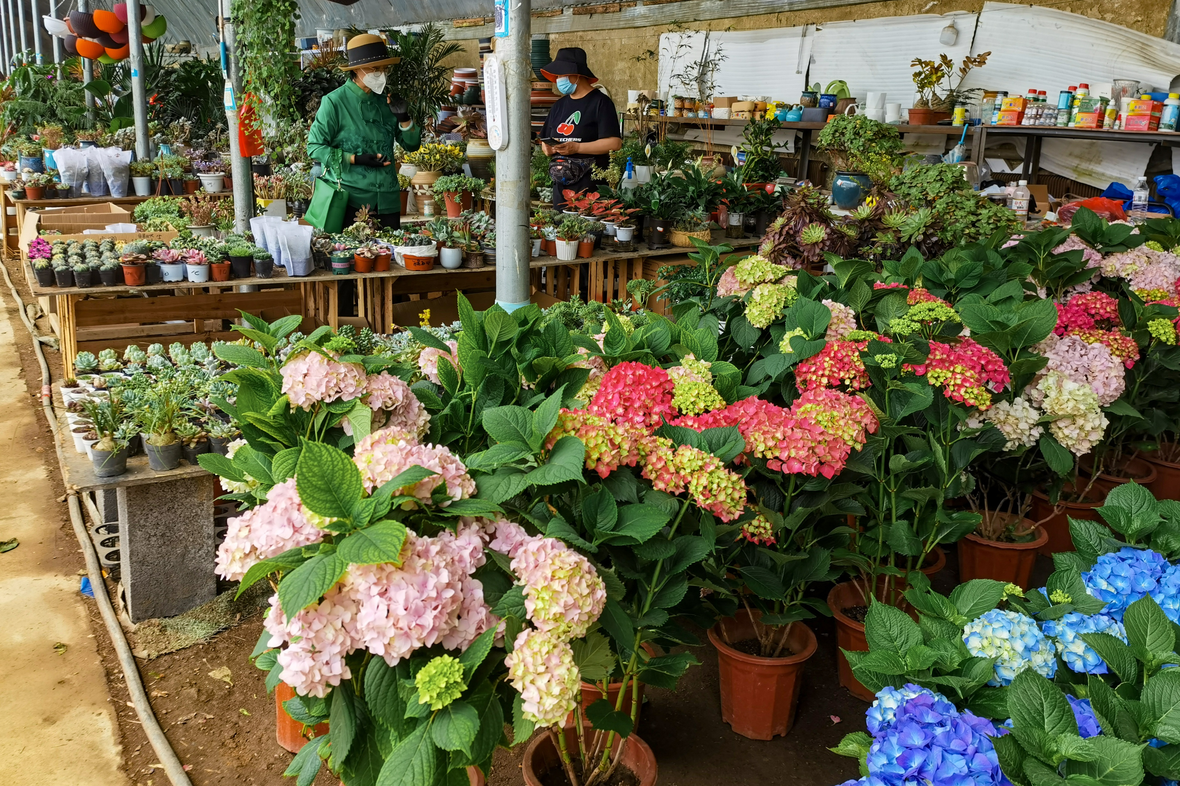 沈阳南井花卉市场,沈阳市南井花卉市场地址
