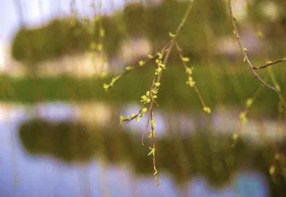 春天的脚步总是如约而至,春天的脚步岁月静好
