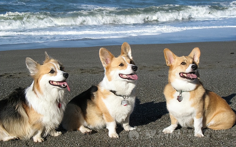 养狗需要经常陪伴吗,养狗首选这3种既便宜又好养活