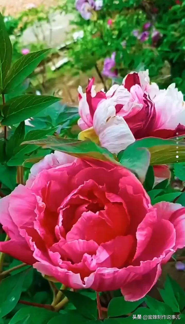 鸟语花香百花争艳让人陶醉,宁静祥和鸟语花香