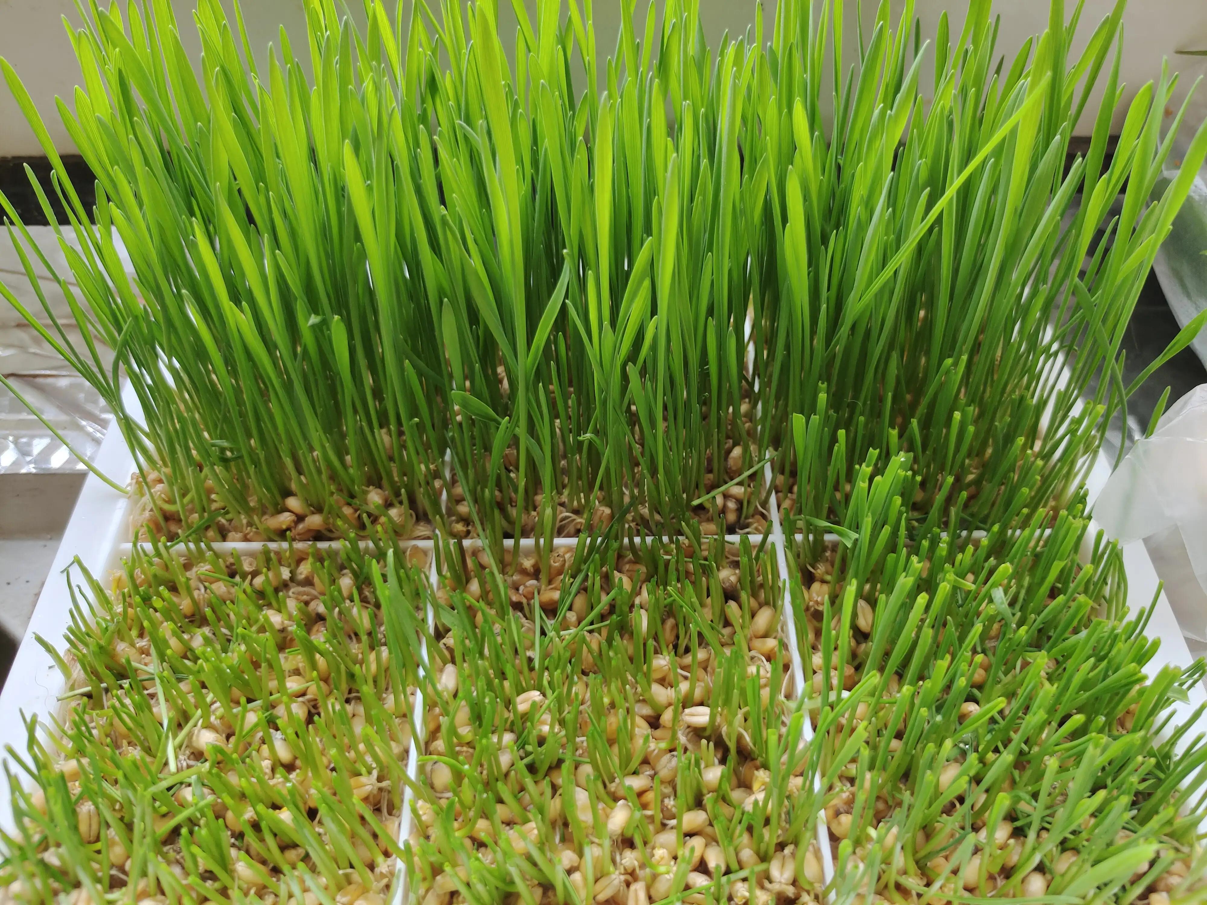 猫咪不吃猫草怎么办,猫咪不吃猫粮怎么办