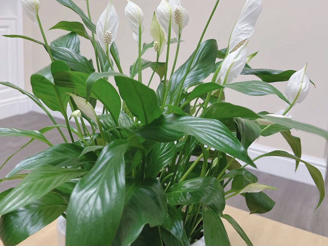 除甲醛的植物有哪些图片,什么植物日夜除甲醛