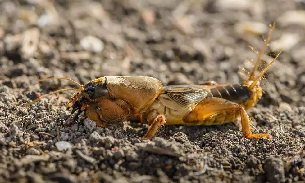 民间故事：书生偷药救父，却被驼背阿公断喝：卧榻之上，不是你爹