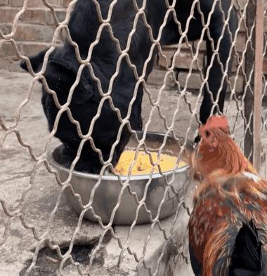 狗狗生吞小鸡挨胖揍，事后铲屎官翻看视频才发现竟是个误会！