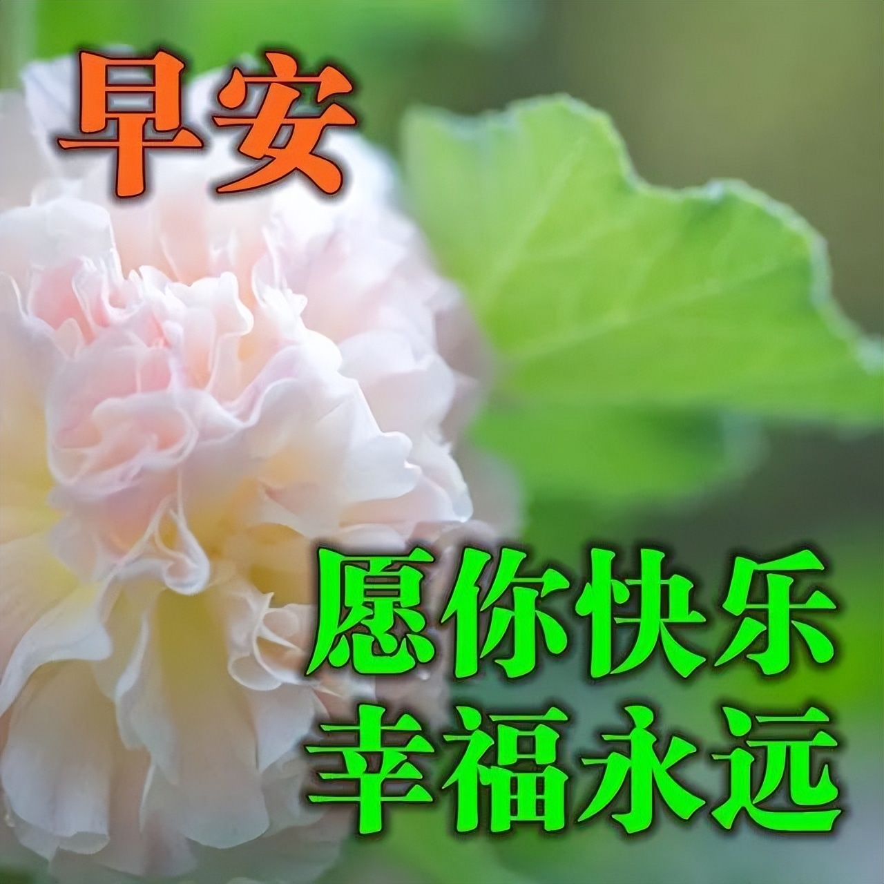 早上好图片微信问候表情,早上好最漂亮微信表情祝福图片