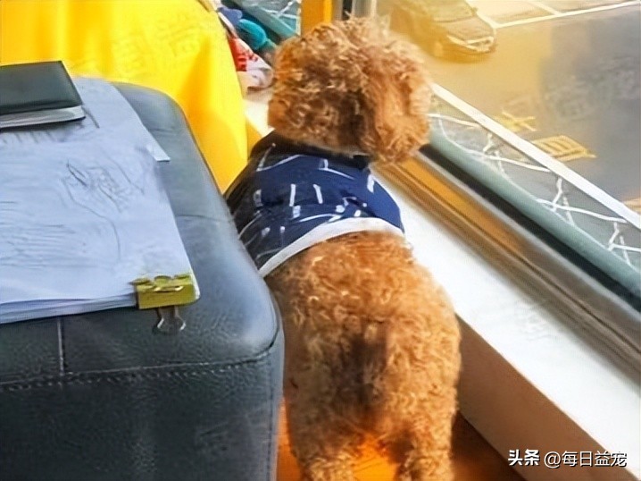 泰迪偷溜出去,泰迪偷跑出家门